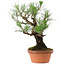 Pinus thunbergii, 37 cm, ± 35 años, con un nebari de 9 cm.