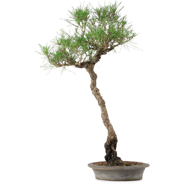 Pinus thunbergii, 60 cm, ± 25 years old, in a pot with a chip