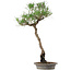 Pinus thunbergii, 60 cm, ± 25 años, en una maceta con un desconchón.