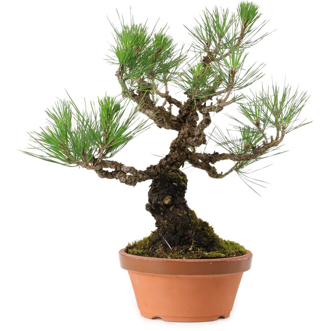 Pinus thunbergii, 37 cm, ± 35 anni, con nebari di 9 cm