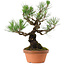Pinus thunbergii, 37 cm, ± 35 años, con un nebari de 9 cm.