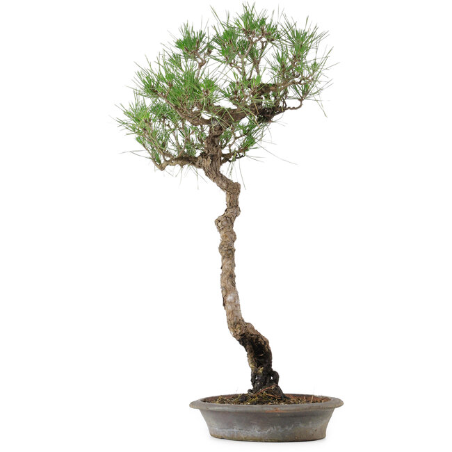 Pinus thunbergii, 60 cm, ± 25 years old, in a pot with a chip
