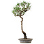 Pinus thunbergii, 60 cm, ± 25 anni, in vaso con un chip