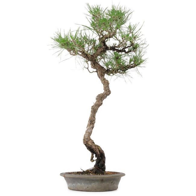 Pinus thunbergii, 60 cm, ca. 25 Jahre alt, im Topf mit einem kleinen Absplitter