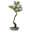 Pinus thunbergii, 60 cm, ca. 25 Jahre alt, im Topf mit einem kleinen Absplitter