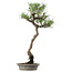 Pinus thunbergii, 60 cm, ± 25 anni, in vaso con un chip