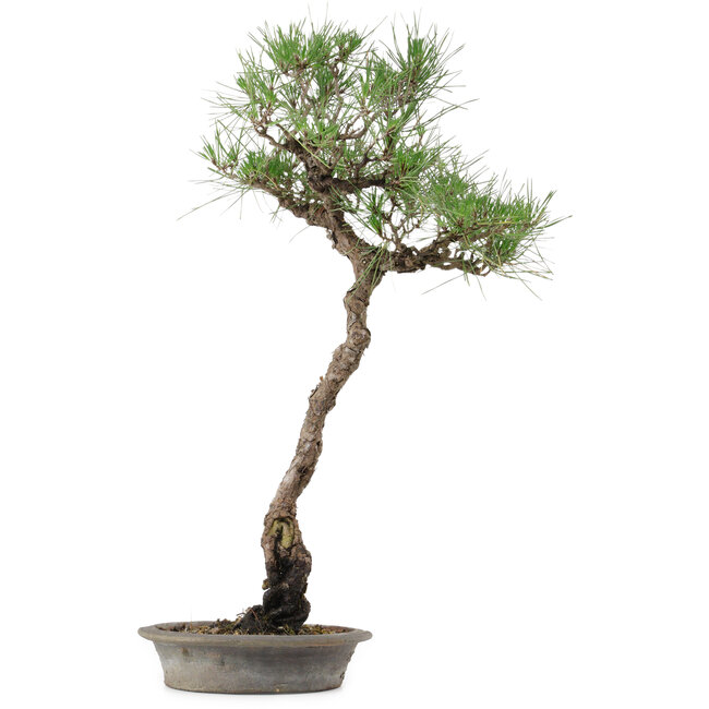 Pinus thunbergii, 60 cm, ± 25 jaar oud, in een pot met een chip.