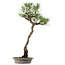 Pinus thunbergii, 60 cm, ± 25 anni, in vaso con un chip