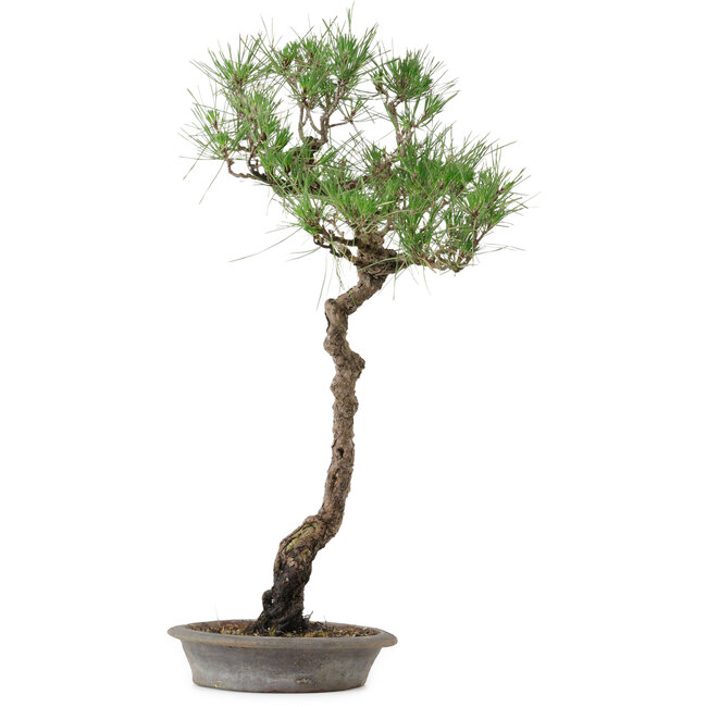 Pinus thunbergii, 60 cm, ± 25 años, en una maceta con un desconchón.