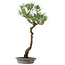 Pinus thunbergii, 60 cm, ca. 25 Jahre alt, im Topf mit einem kleinen Absplitter