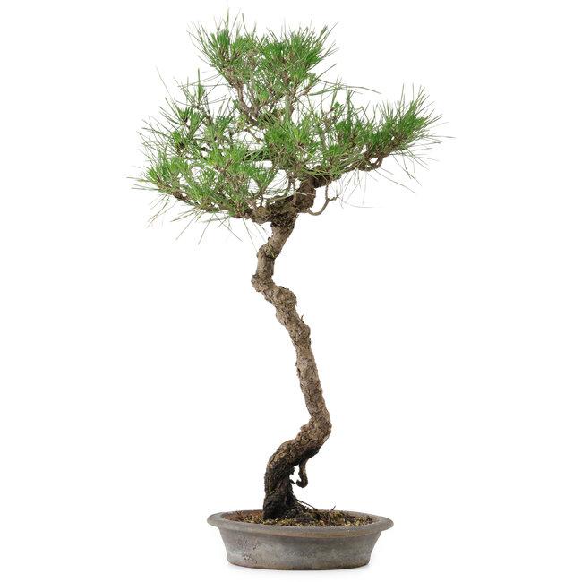 Pinus thunbergii, 60 cm, ± 25 years old, in a pot with a chip
