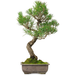 Pinus thunbergii, 46 cm, ± 25 Jahre alt