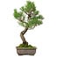 Pinus thunbergii, 46 cm, ± 25 years old, with a nebari of 9 cm