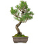 Pinus thunbergii, 46 cm, ca. 25 Jahre alt, mit einem Wurzelhals von 9 cm