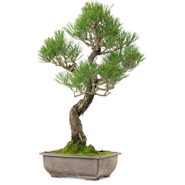 Pinus thunbergii, 46 cm, ± 25 ans, avec un nebari de 9 cm