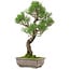 Pinus thunbergii, 46 cm, ± 25 years old, with a nebari of 9 cm