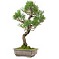 Pinus thunbergii, 46 cm, ca. 25 Jahre alt, mit einem Wurzelhals von 9 cm