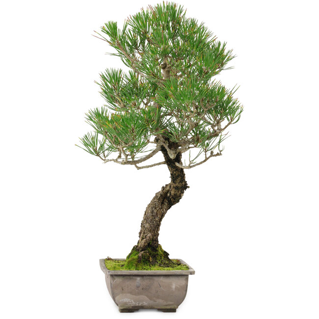 Pinus thunbergii, 46 cm, ± 25 years old, with a nebari of 9 cm