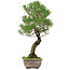 Pinus thunbergii, 46 cm, ± 25 años, con un nebari de 9 cm.