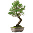 Pinus thunbergii, 46 cm, ± 25 years old, with a nebari of 9 cm
