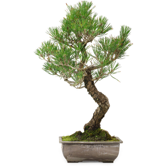 Pinus thunbergii, 46 cm, ca. 25 Jahre alt, mit einem Wurzelhals von 9 cm