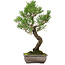 Pinus thunbergii, 46 cm, ± 25 anni, con nebari di 9 cm