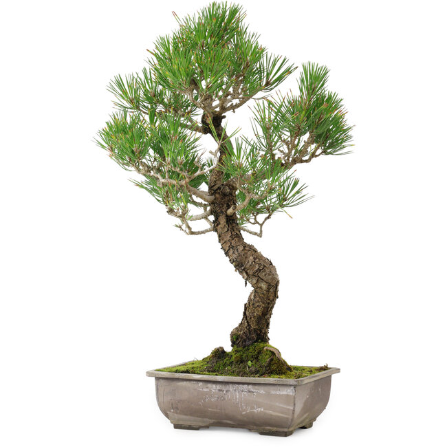 Pinus thunbergii, 46 cm, ca. 25 Jahre alt, mit einem Wurzelhals von 9 cm