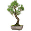 Pinus thunbergii, 46 cm, ± 25 anni, con nebari di 9 cm