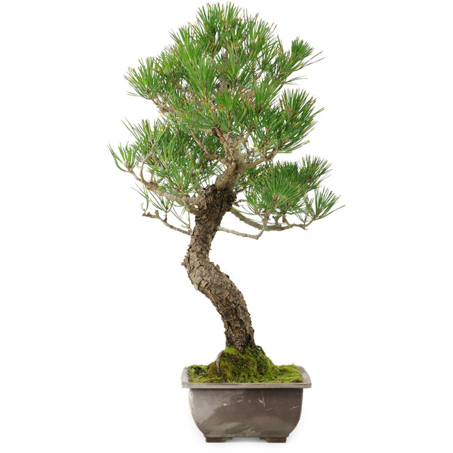 Pinus thunbergii, 46 cm, ± 25 años, con un nebari de 9 cm.