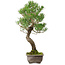 Pinus thunbergii, 46 cm, ca. 25 Jahre alt, mit einem Wurzelhals von 9 cm