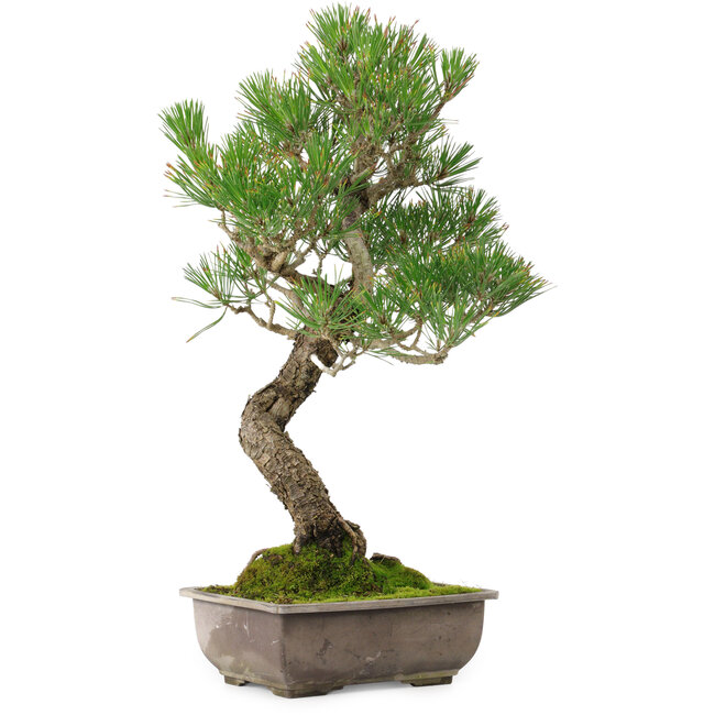 Pinus thunbergii, 46 cm, ± 25 anni, con nebari di 9 cm