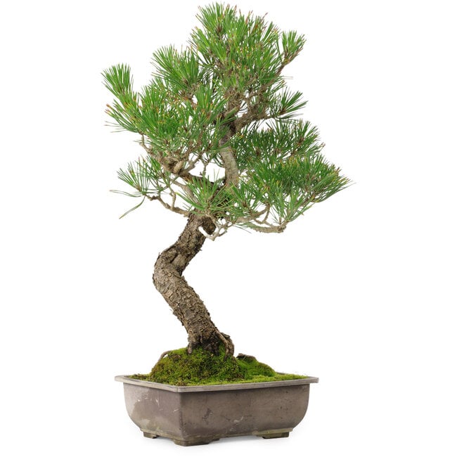 Pinus thunbergii, 46 cm, ± 25 years old, with a nebari of 9 cm
