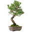 Pinus thunbergii, 46 cm, ± 25 years old, with a nebari of 9 cm