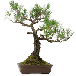 Pinus thunbergii, 59 cm, ± 40 years old