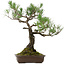 Pinus thunbergii, 59 cm, ± 40 años de edad, con un nebari de 16 cm.