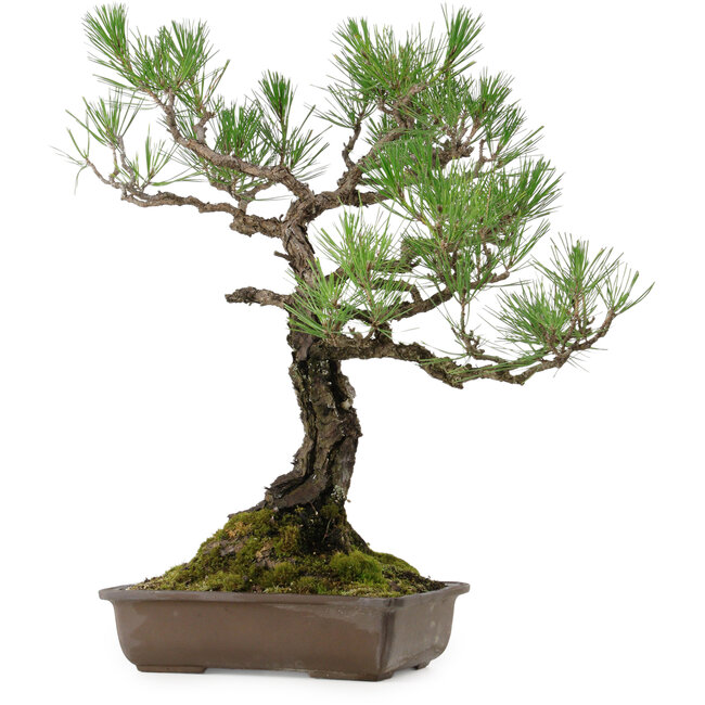 Pinus thunbergii, 59 cm, ± 40 años de edad, con un nebari de 16 cm.