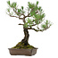 Pinus thunbergii, 59 cm, ca. 40 Jahre alt, mit einem Wurzelhals von 16 cm