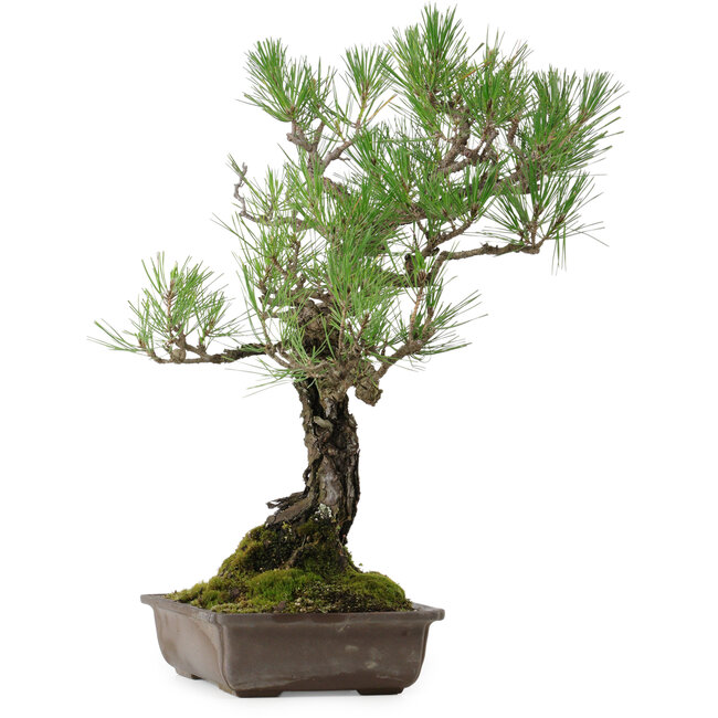 Pinus thunbergii, 59 cm, ca. 40 Jahre alt, mit einem Wurzelhals von 16 cm