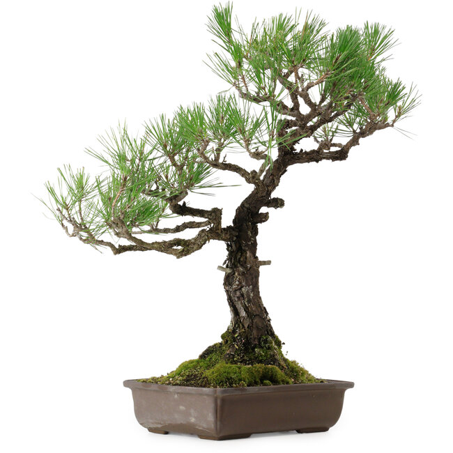 Pinus thunbergii, 59 cm, ± 40 years old, with a nebari of 16 cm