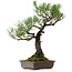 Pinus thunbergii, 59 cm, ca. 40 Jahre alt, mit einem Wurzelhals von 16 cm