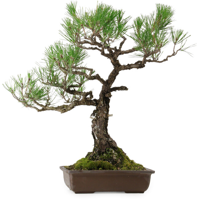 Pinus thunbergii, 59 cm, ± 40 anni, con nebari di 16 cm