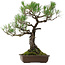 Pinus thunbergii, 59 cm, ca. 40 Jahre alt, mit einem Wurzelhals von 16 cm