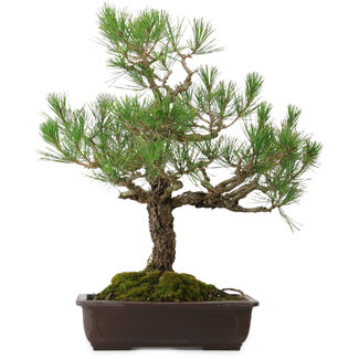 Pinus thunbergii, 65 cm, ± 40 years old