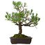 Pinus thunbergii, 65 cm, ± 40 jaar oud, met een nebari van 13 cm.