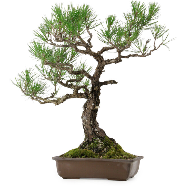 Pinus thunbergii, 59 cm, ± 40 years old, with a nebari of 16 cm
