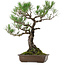 Pinus thunbergii, 59 cm, ± 40 years old, with a nebari of 16 cm