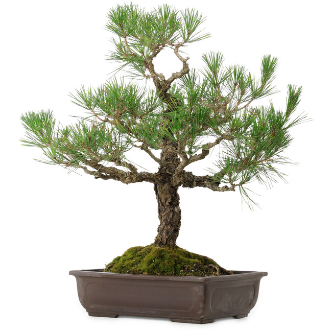 Pinus thunbergii, 65 cm, ca. 40 Jahre alt, mit einem Wurzelhals von 13 cm