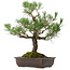 Pinus thunbergii, 65 cm, ± 40 jaar oud, met een nebari van 13 cm.