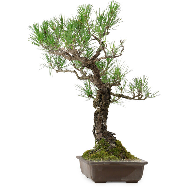 Pinus thunbergii, 59 cm, ± 40 años de edad, con un nebari de 16 cm.