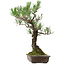 Pinus thunbergii, 59 cm, ± 40 years old, with a nebari of 16 cm
